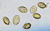 Gautieria monticola image
