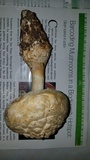 Amanita magniverrucata image