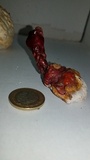 Ganoderma polychromum image