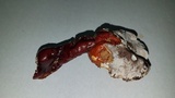 Ganoderma polychromum image