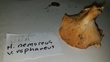 Hygrophorus nemoreus image