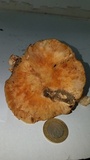Hygrophorus nemoreus image