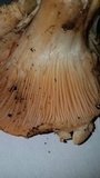 Hygrophorus nemoreus image