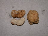 Tuber gibbosum image