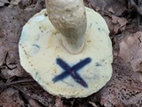 Gyroporus cyanescens image