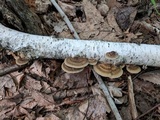 Daedaleopsis confragosa image