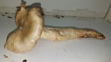 Entoloma lividoalbum image
