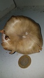 Entoloma lividoalbum image