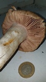 Entoloma lividoalbum image