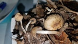 Coprinellus impatiens image