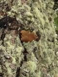 Phellinus gilbertsonii image