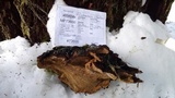 Phellinus gilbertsonii image