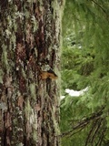 Phellinus gilbertsonii image