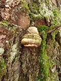 Fomitopsis officinalis image