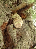 Fomitopsis officinalis image