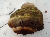 Fomitopsis officinalis image