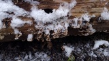Trametes ochracea image