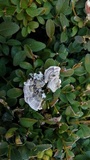 Trametes ochracea image