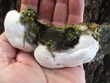 Oxyporus populinus image