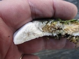 Oxyporus populinus image