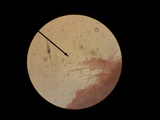 Oxyporus populinus image