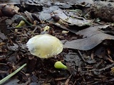 Hygrocybe flavifolia image