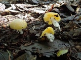 Hygrocybe flavifolia image