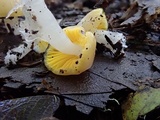Hygrocybe flavifolia image