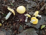 Hygrocybe flavifolia image