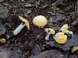 Hygrocybe flavifolia image