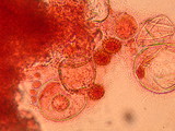 Tuber gibbosum image