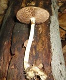 Agrocybe acericola image