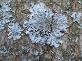 Phaeophyscia orbicularis image