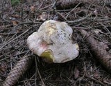 Boletus fechtneri image