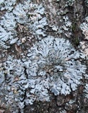 Phaeophyscia orbicularis image