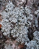 Physcia tenella ssp. tenella image