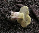 Boletus fechtneri image