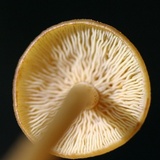 Callistosporium luteo-olivaceum image