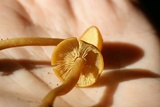 Callistosporium luteo-olivaceum image