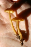 Callistosporium luteo-olivaceum image