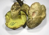 Boletus fechtneri image