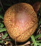 Hortiboletus campestris image