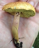 Hortiboletus campestris image