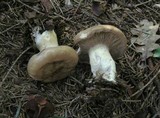 Clitocybe alexandri image