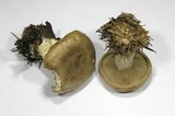 Clitocybe alexandri image