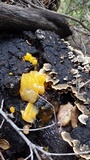 Naematelia aurantia image