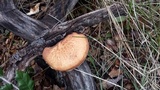 Polyporus tuberaster image