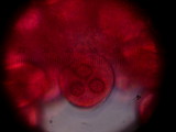 Tuber gibbosum image