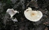 Clitocybe gibba image