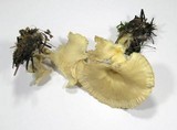 Clitocybe gibba image